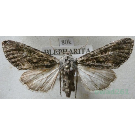 Mniotype adusta (Esper, 1790) Purpurówka ogrodnica Slovenia81k